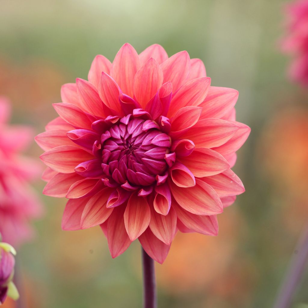 Koristedaalia American Dawn