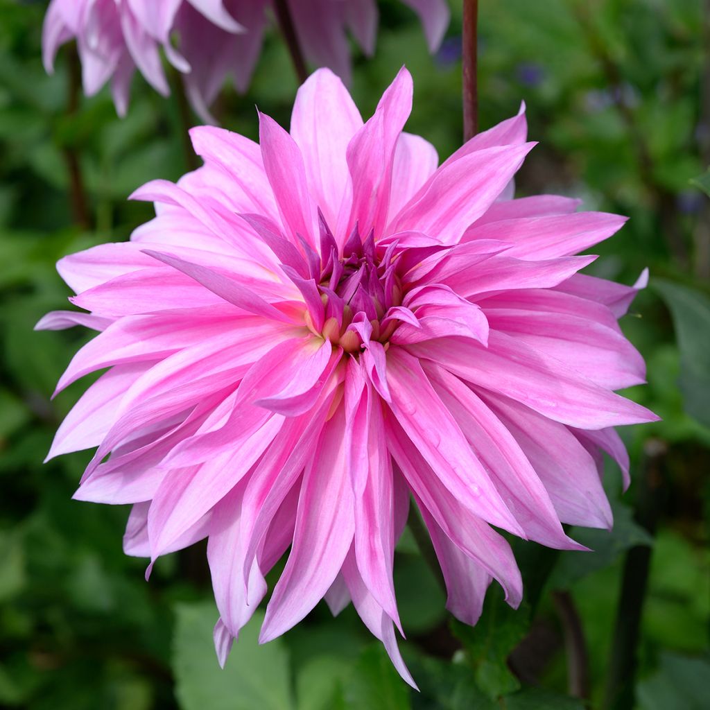 Koristedaalia Babylon Rose