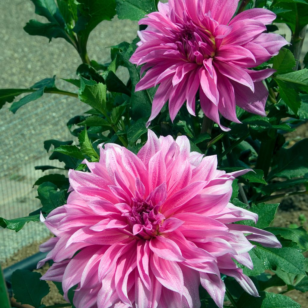 Koristedaalia Babylon Rose