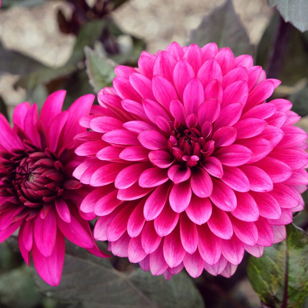 Koristedaalia Purple Flame