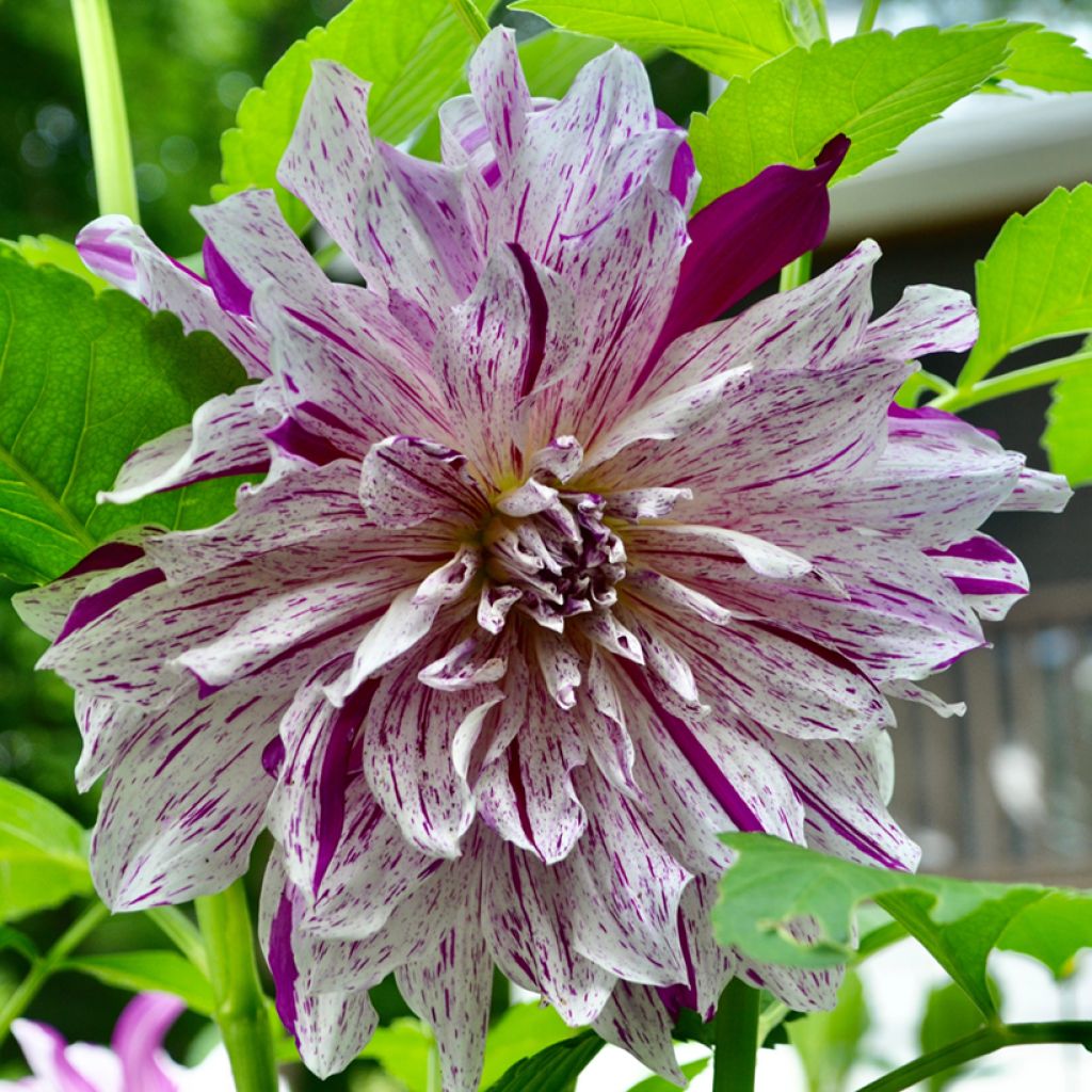 Koristedaalia Taiheiyo