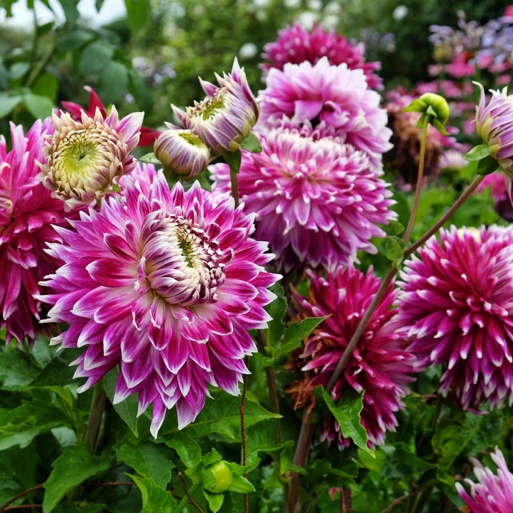 Koristedaalia Vancouver