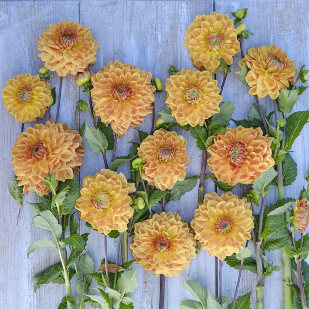 Koristedaalia Caramel