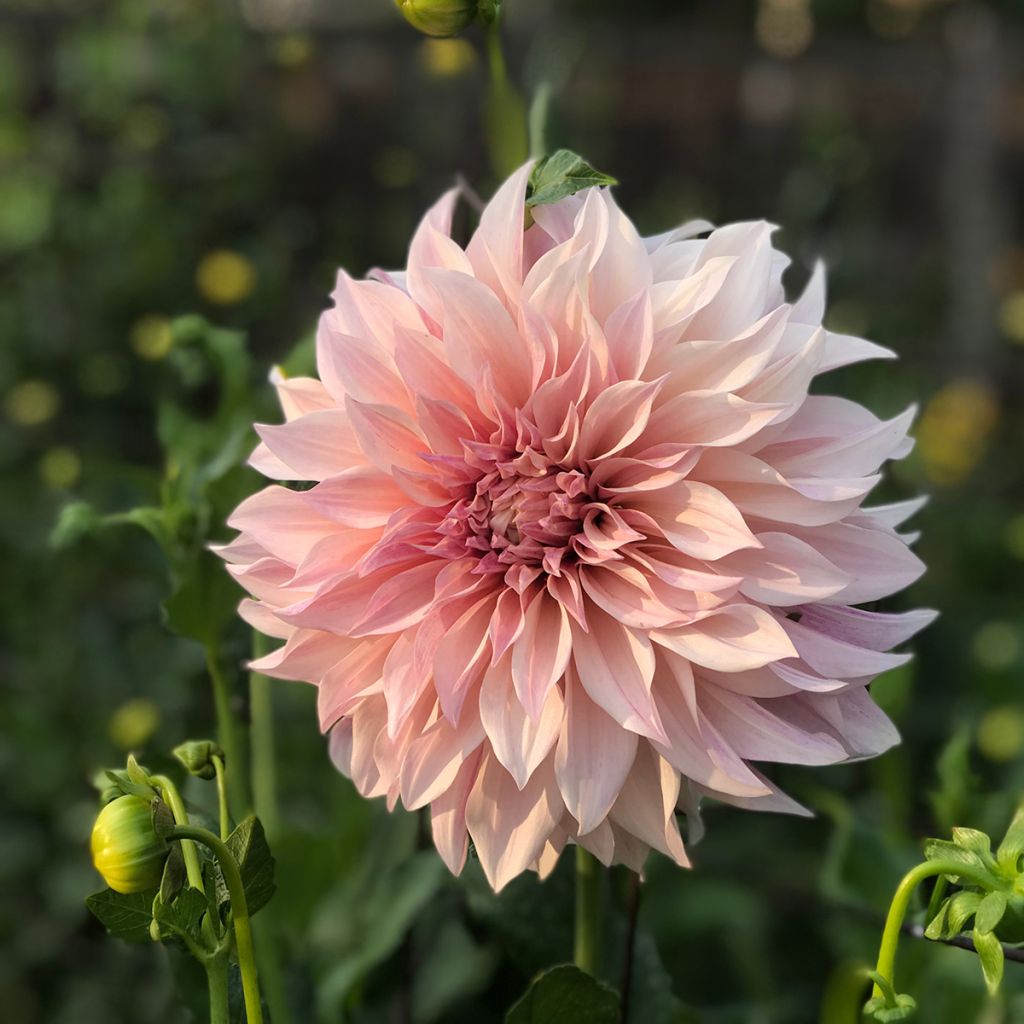 Jättidaalia Café Au Lait rosé