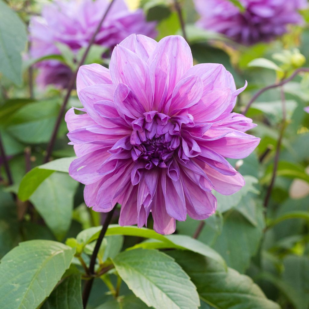 Jättidaalia Lilac Time