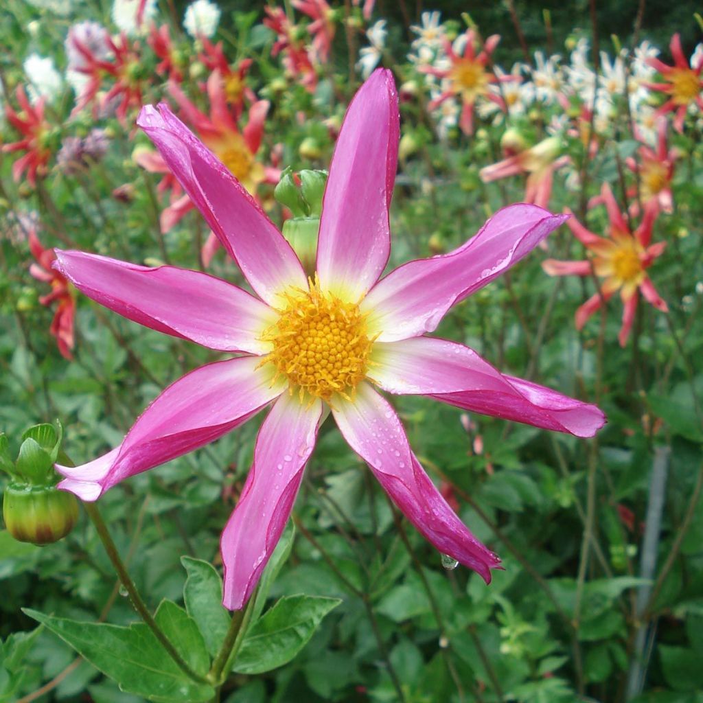 Honka-daalia Pink