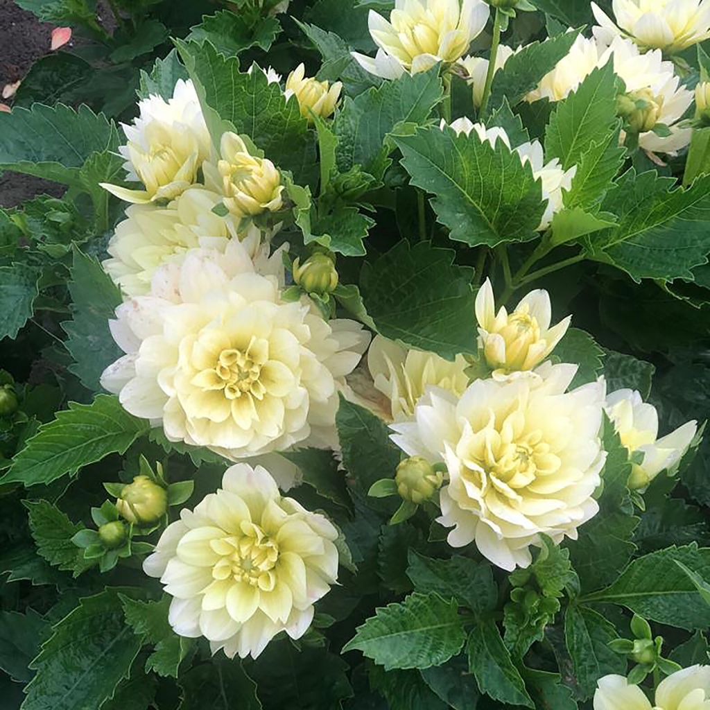 Dahlia nain décoratif Berliner Lemon
