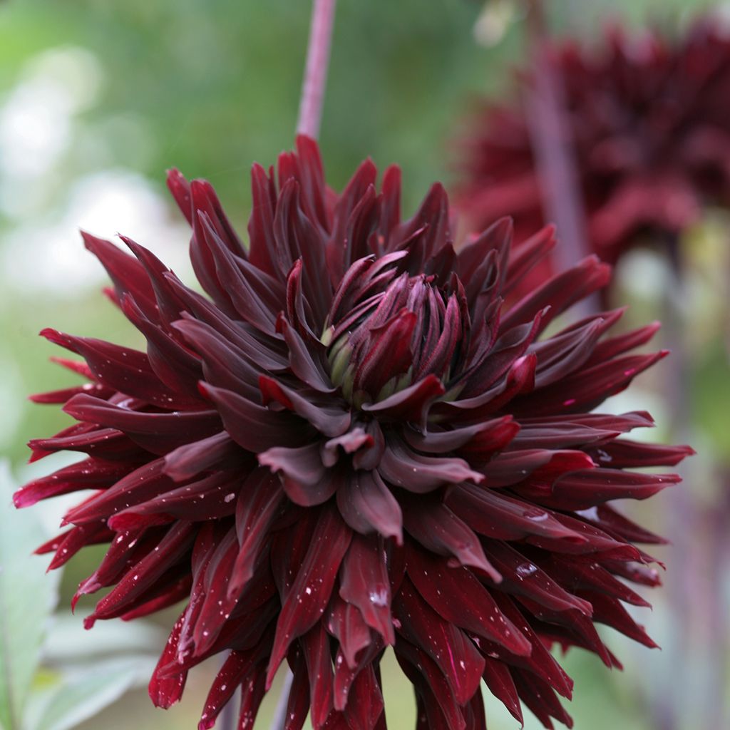 Kaktusdaalia Black Jack
