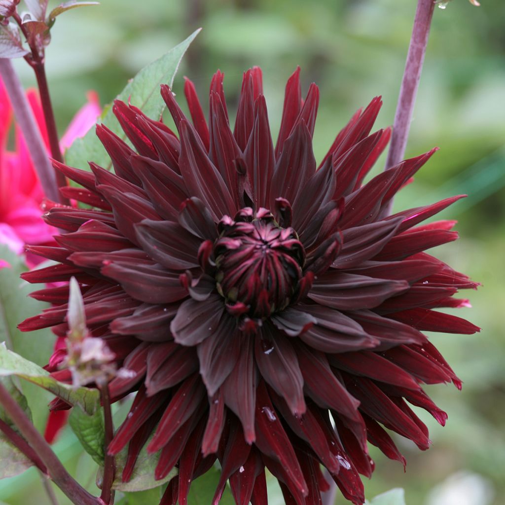 Kaktusdaalia Black Jack