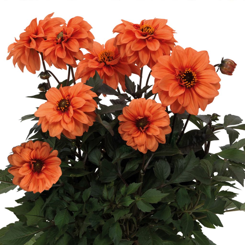 Kääpiödaalia Gardenetta Orange