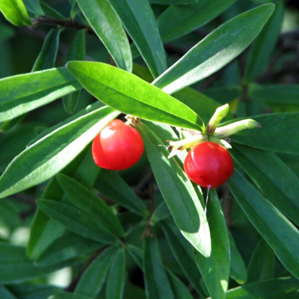 danee - Danae racemosa