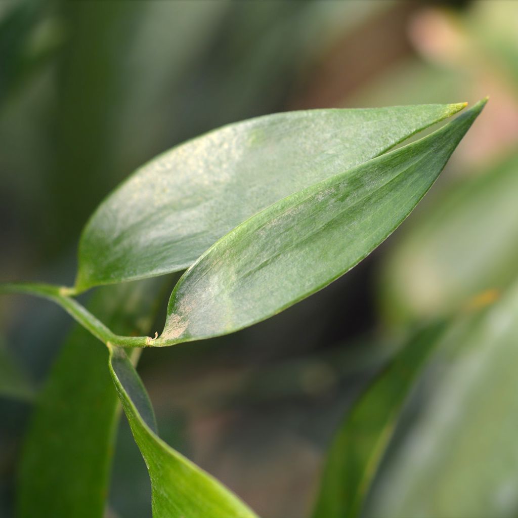danee - Danae racemosa