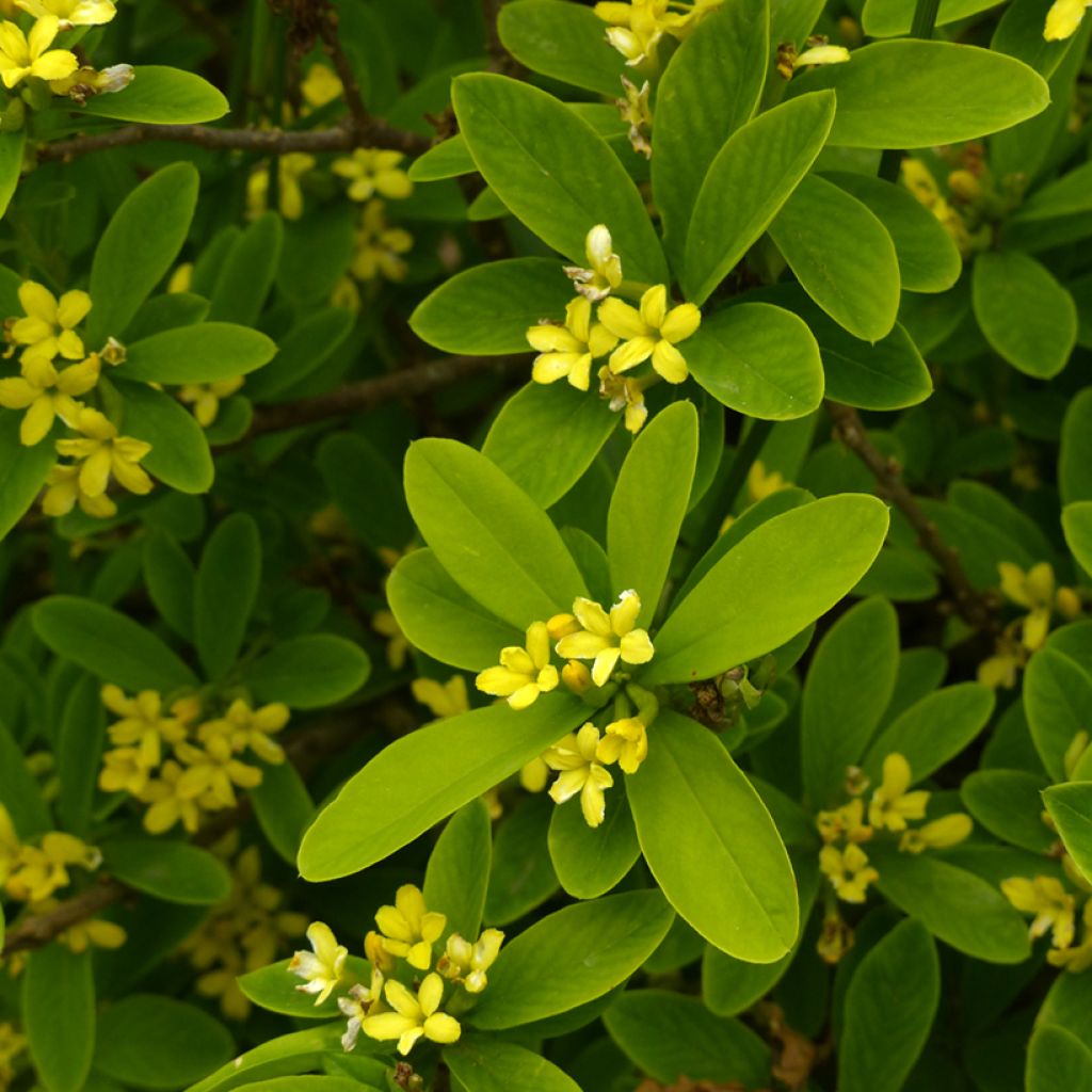 Näsiä Royal Crown