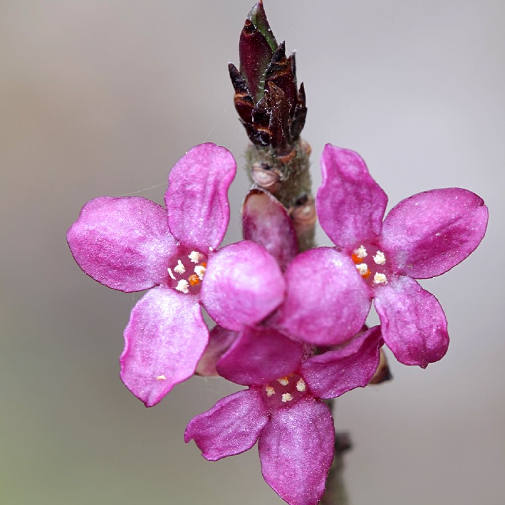 Näsiä var. rubra