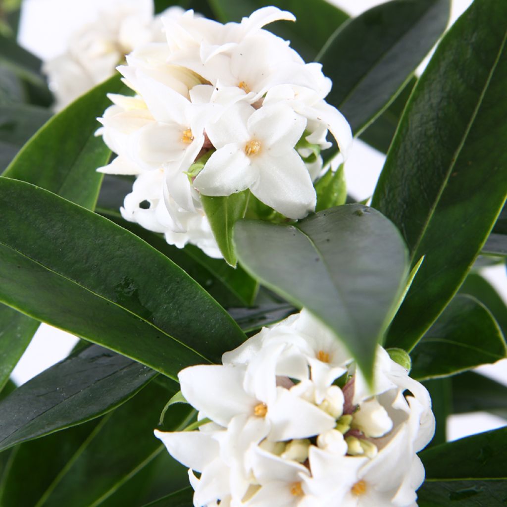 Näsiä Princess white