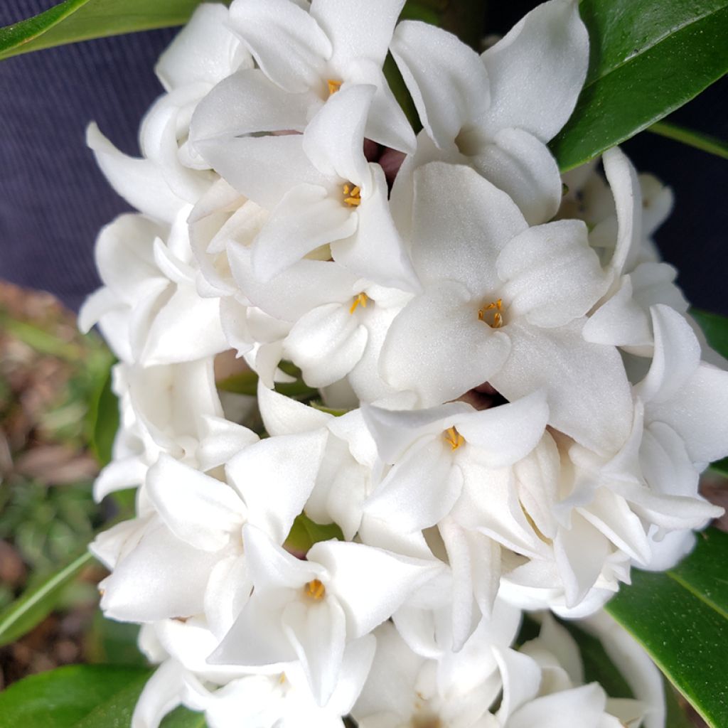 Näsiä Princess white