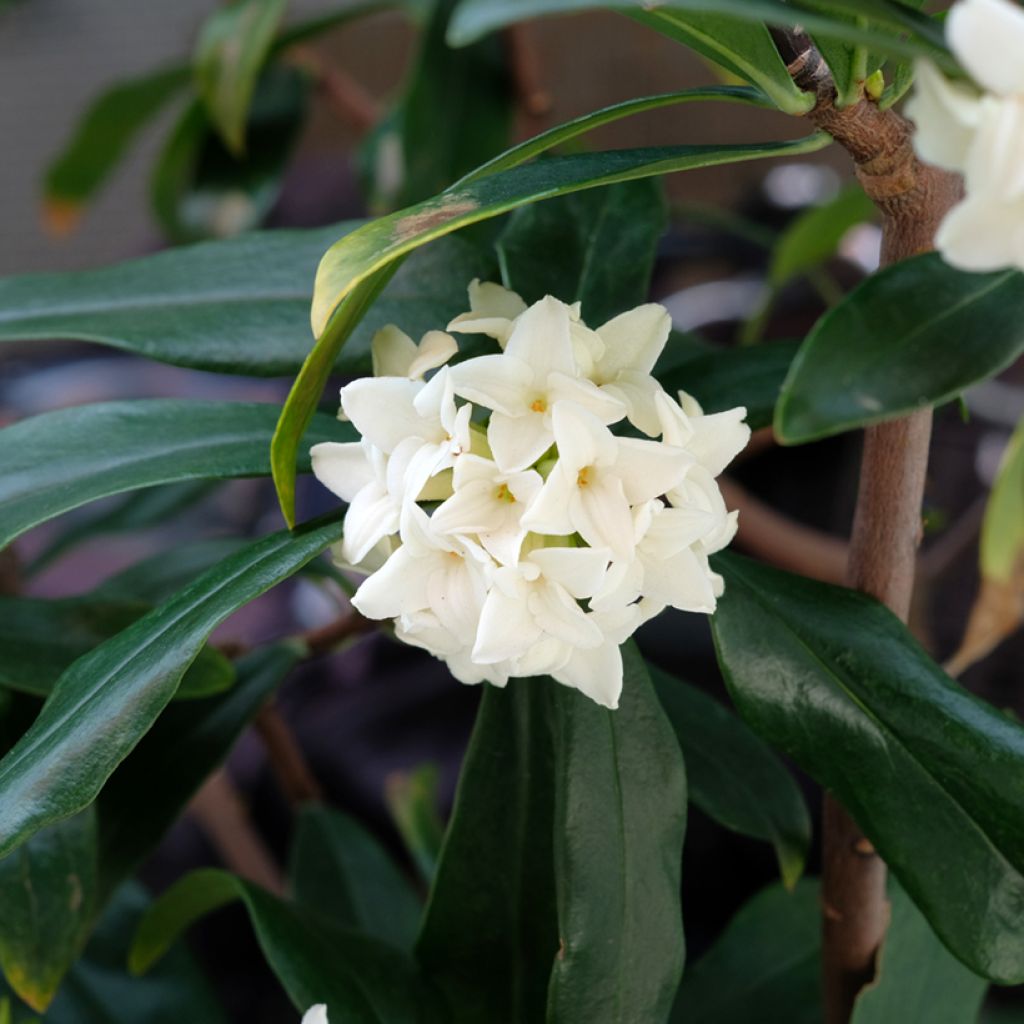 Näsiä Princess white