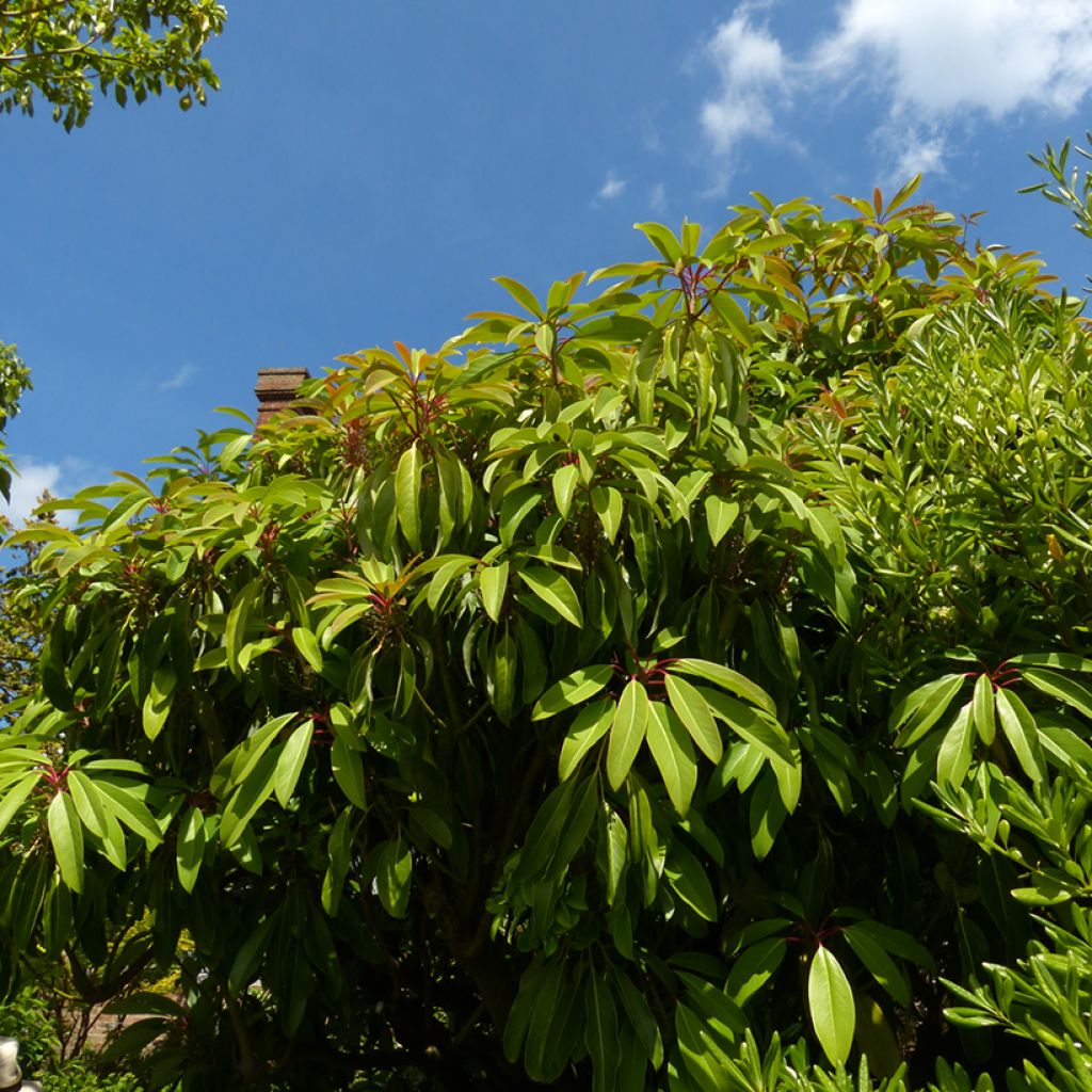 Daphniphyllum himalayense subsp. macropodum