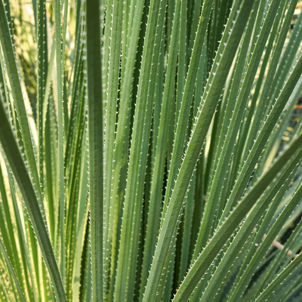 Jupi - Dasylirion acrotrichum