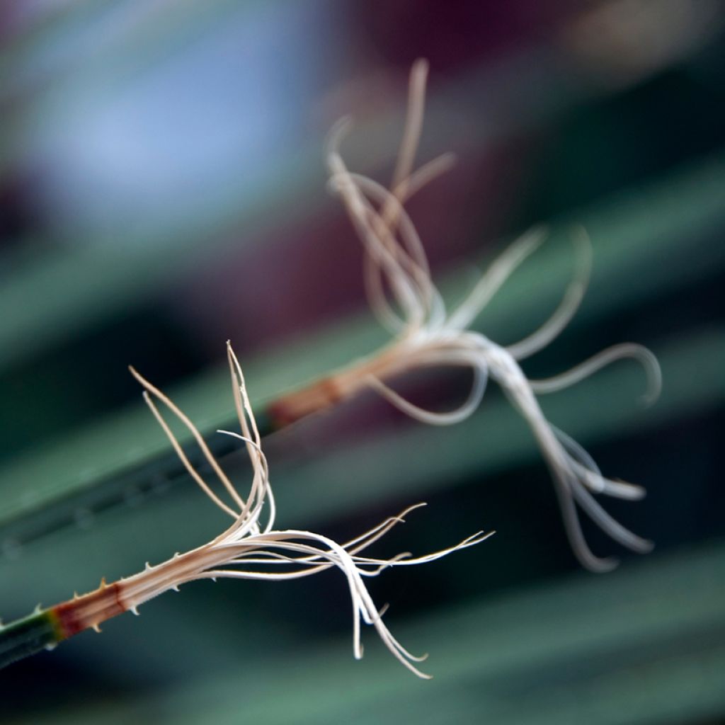 Jupi - Dasylirion acrotrichum