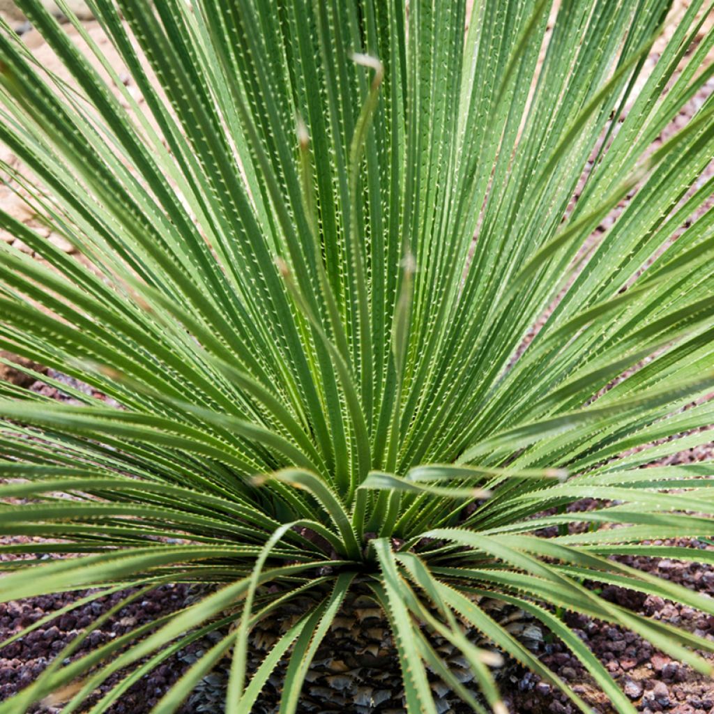 Jupi - Dasylirion acrotrichum