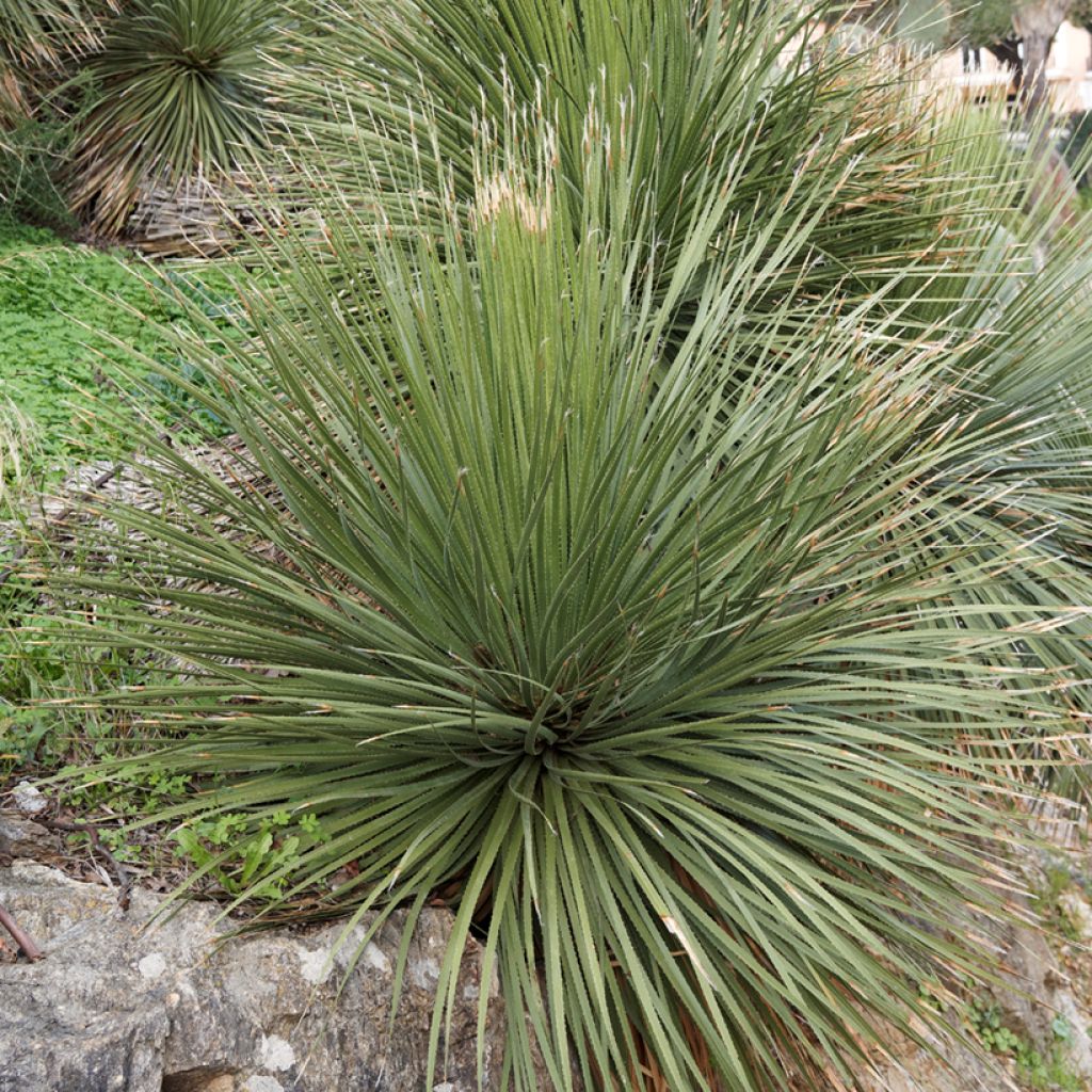 Sinijuppi - Dasylirion glaucophyllum