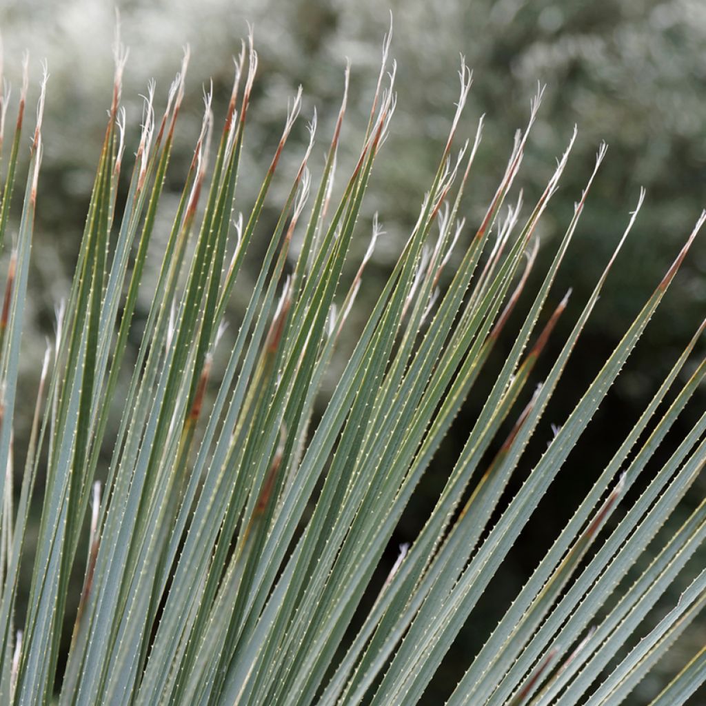 Sinijuppi - Dasylirion glaucophyllum