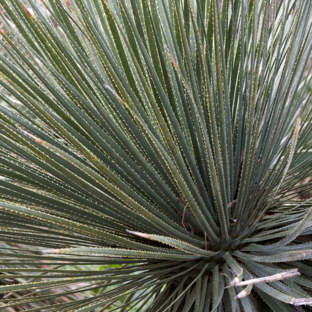Sinijuppi - Dasylirion glaucophyllum
