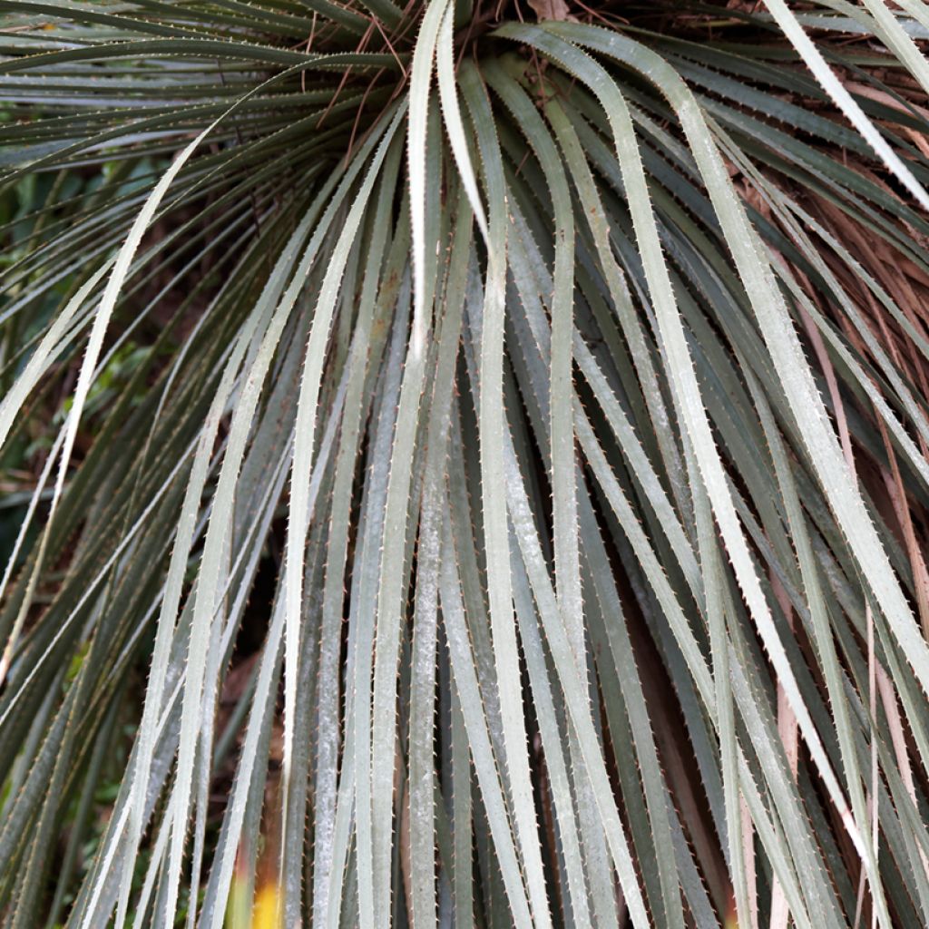 Sinijuppi - Dasylirion glaucophyllum