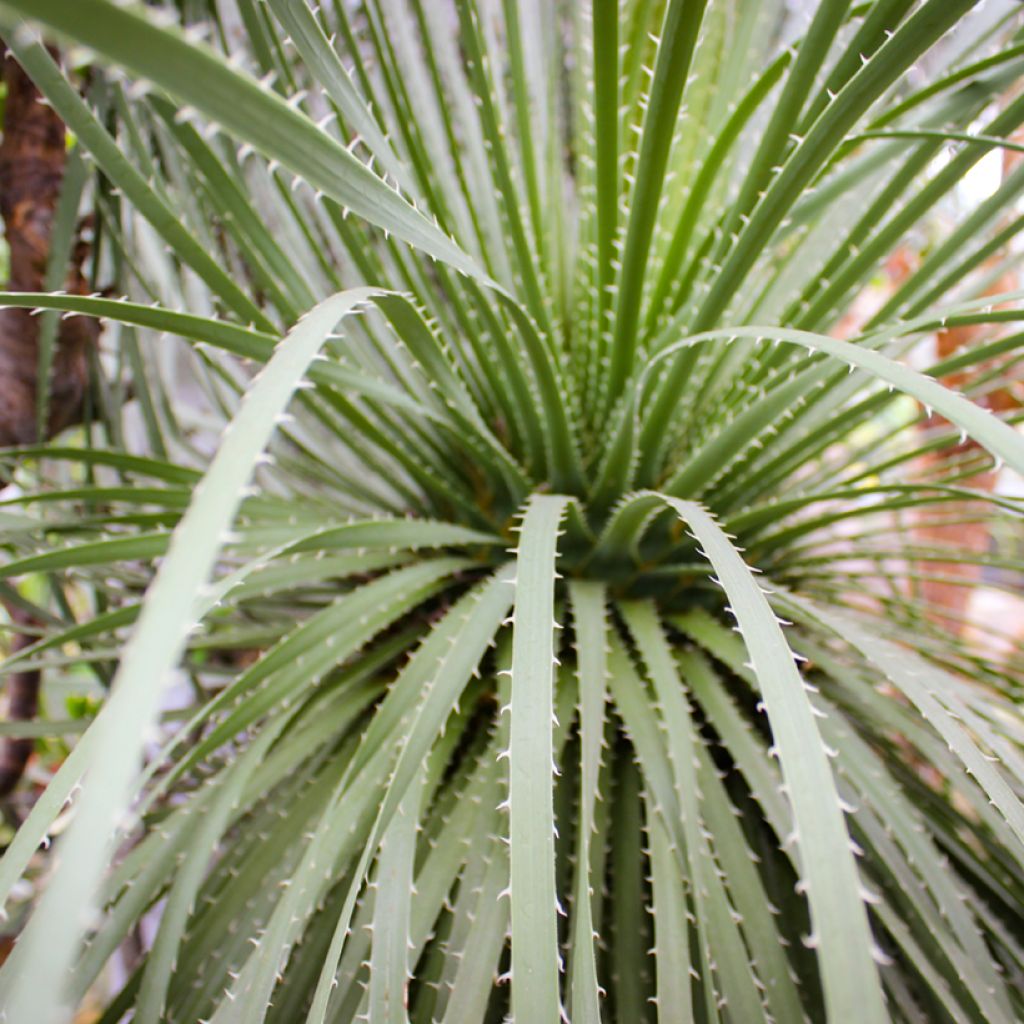 Jupi - Dasylirion leiophyllum