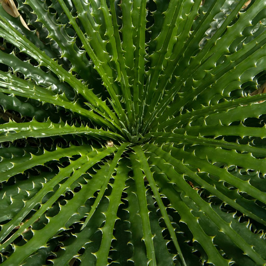 Jupi - Dasylirion leiophyllum
