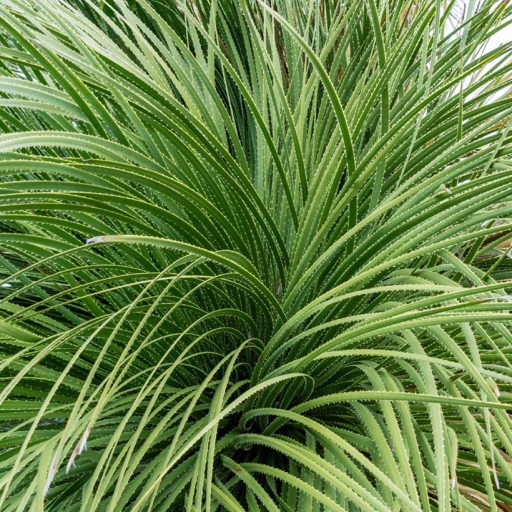 Piikkijuppi - Dasylirion serratifolium