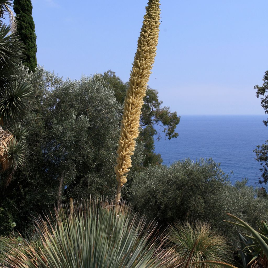 Piikkijuppi - Dasylirion serratifolium