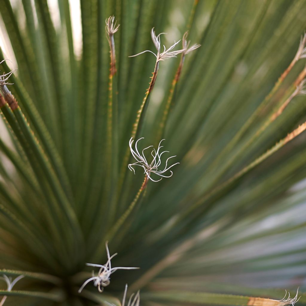 Piikkijuppi - Dasylirion serratifolium
