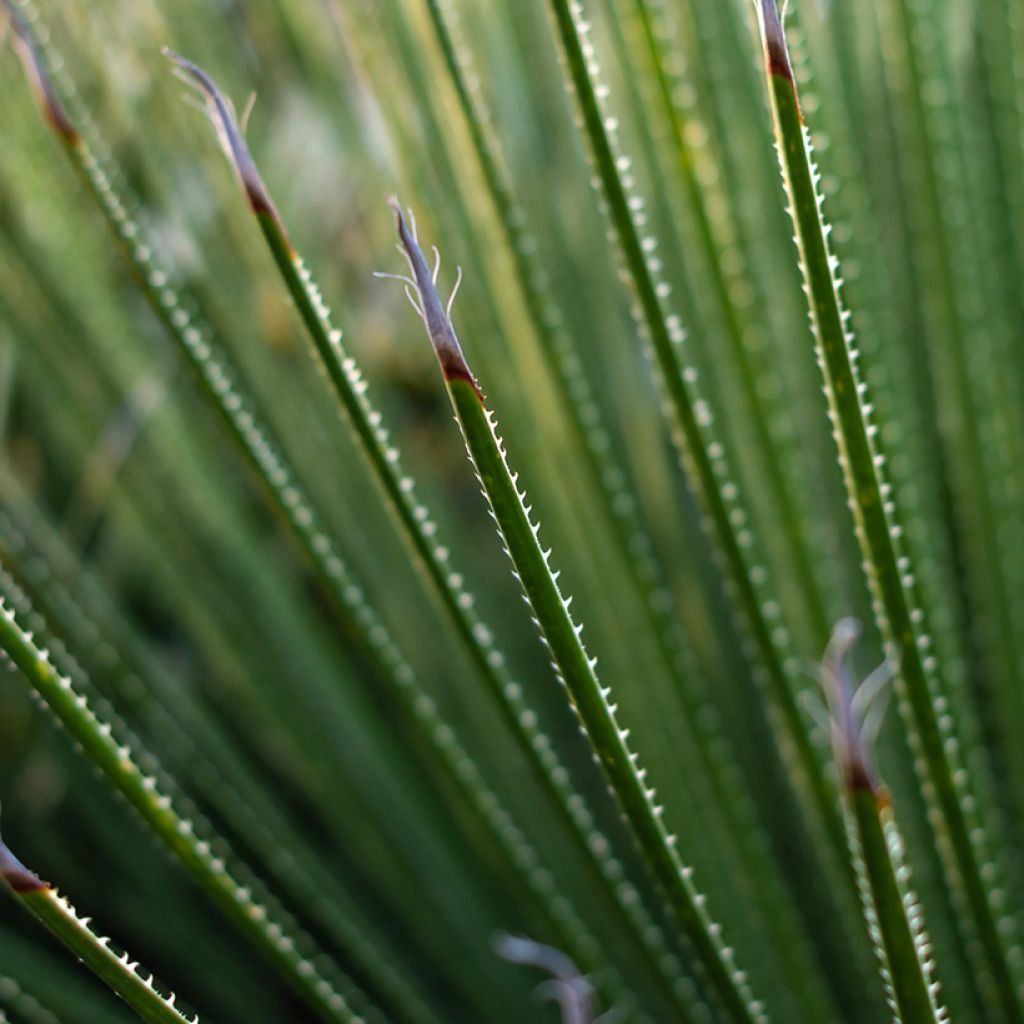 Piikkijuppi - Dasylirion serratifolium