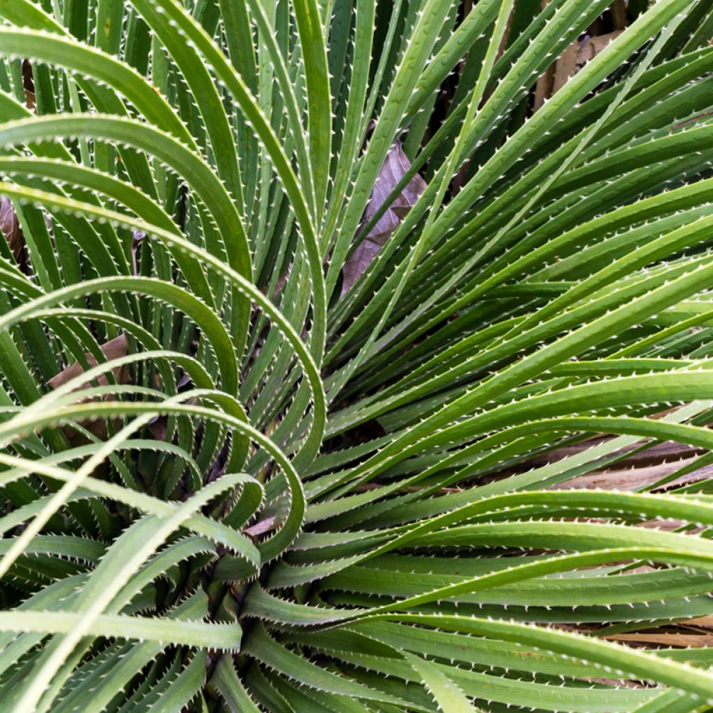 Piikkijuppi - Dasylirion serratifolium