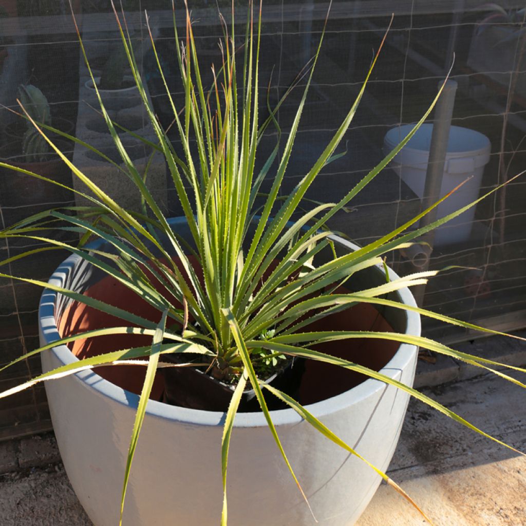 Jupi - Dasylirion texanum