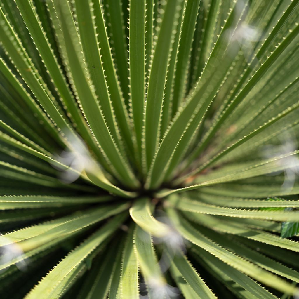 Jupi - Dasylirion texanum