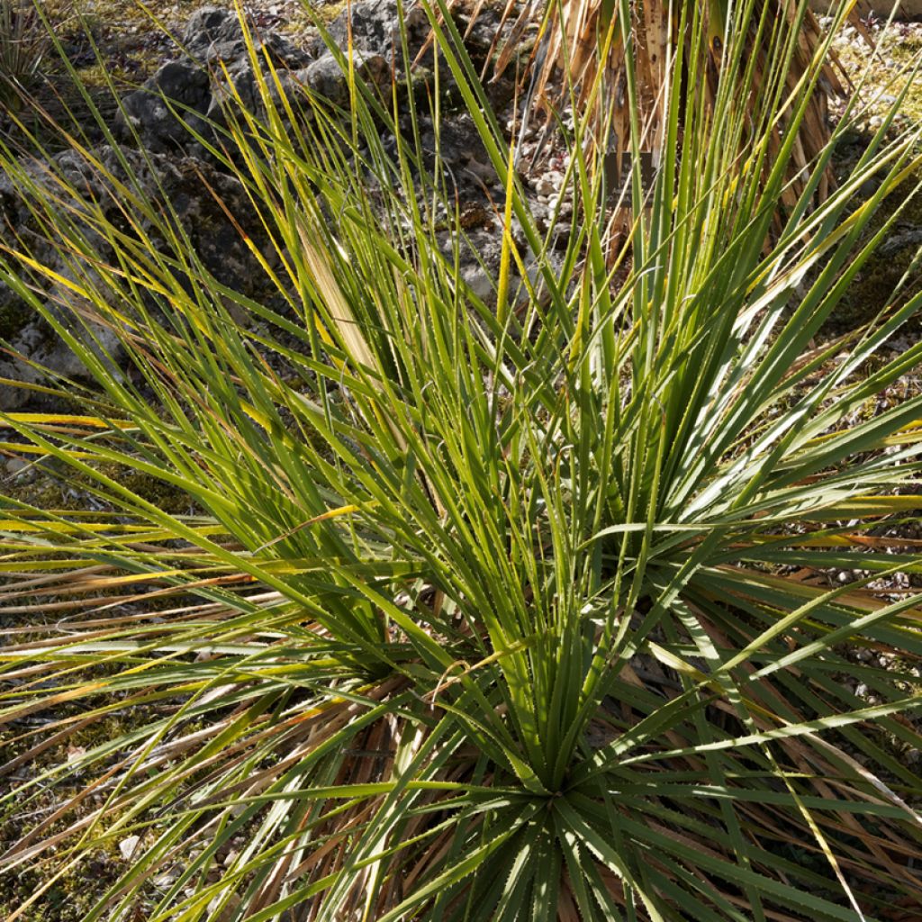 Jupi - Dasylirion texanum
