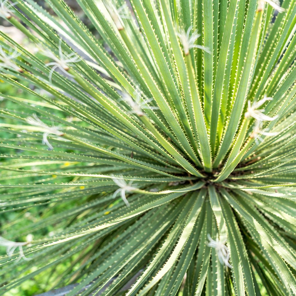 Sutijuppi - Dasylirion wheeleri