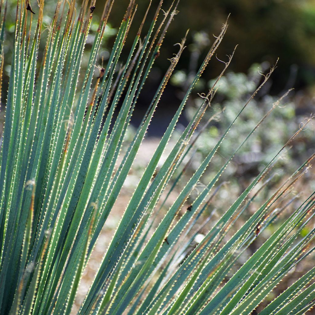 Sutijuppi - Dasylirion wheeleri
