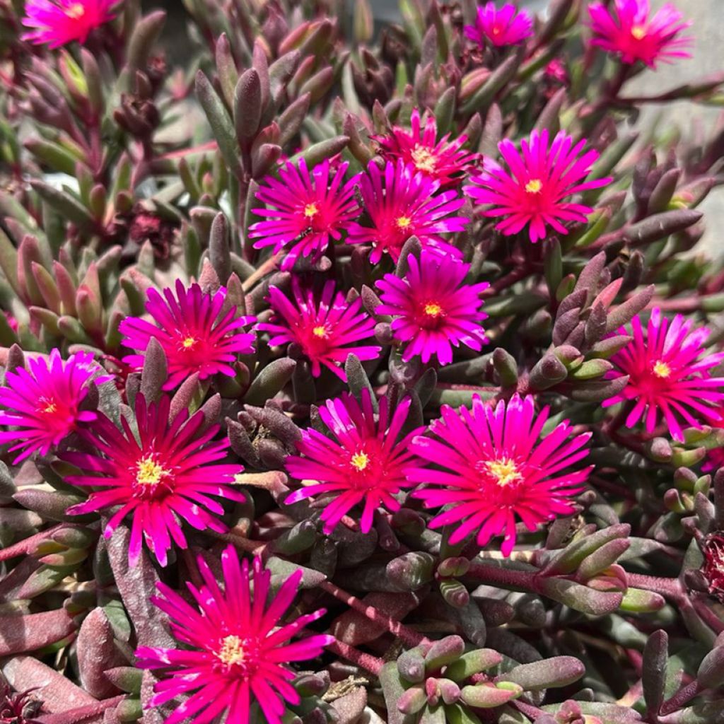 Piikkipäivikki Desert Dancers Purple