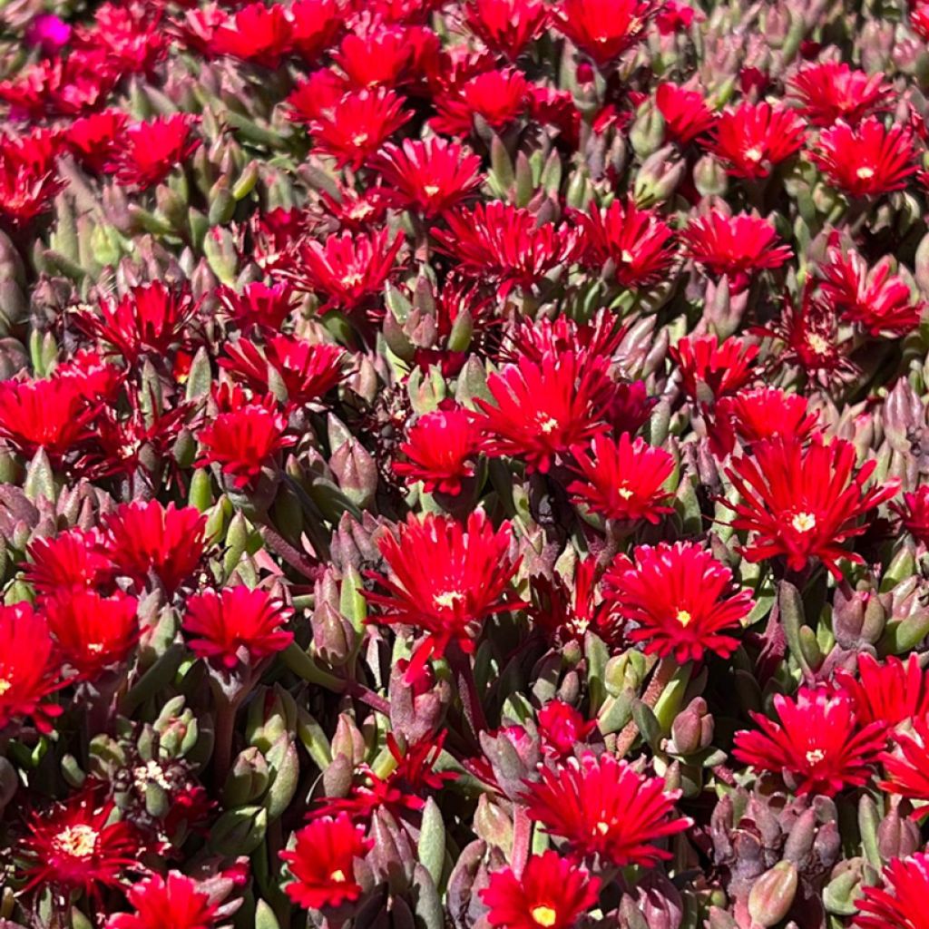 Piikkipäivikki Desert Dancers Red