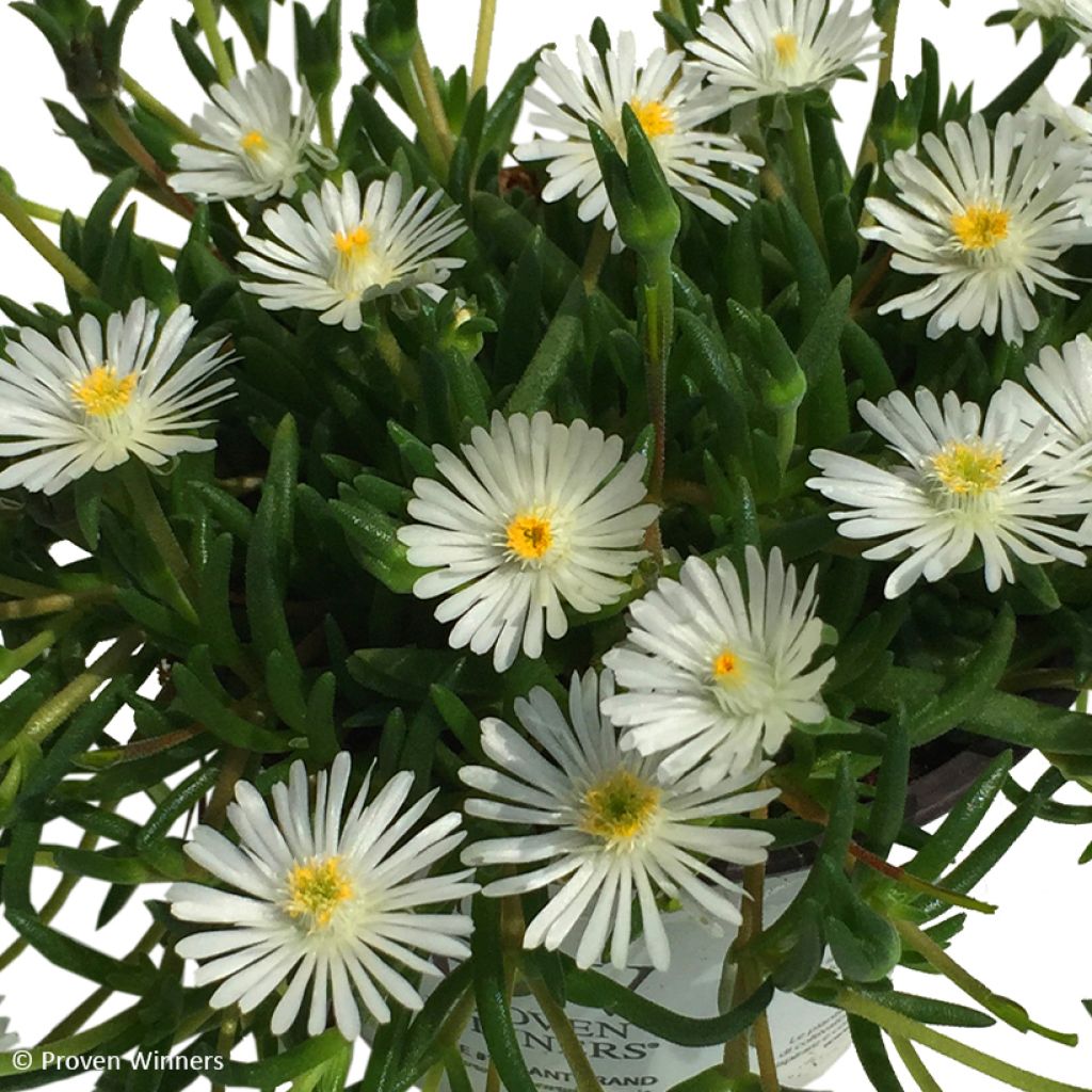 Piikkipäivikki Royal Ranger White