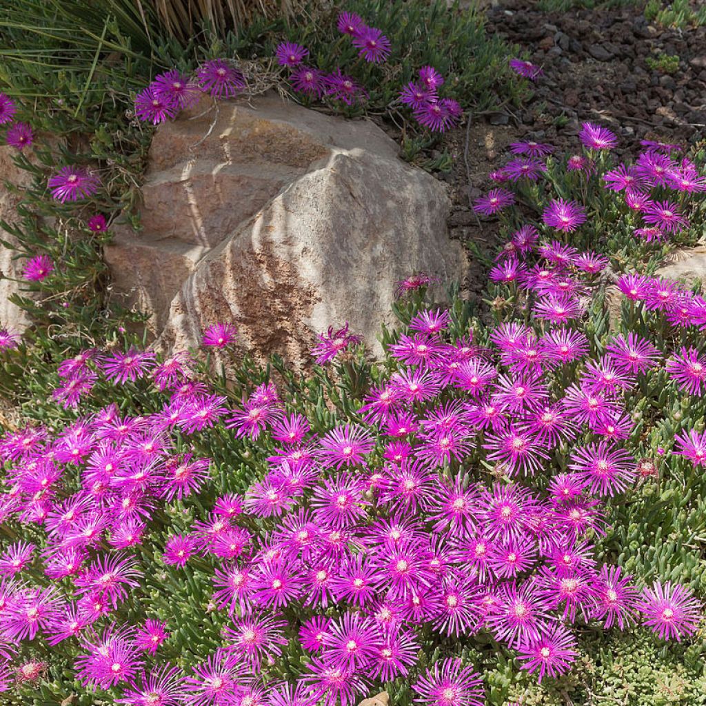 Punapiikkipäivikki - Delosperma cooperi