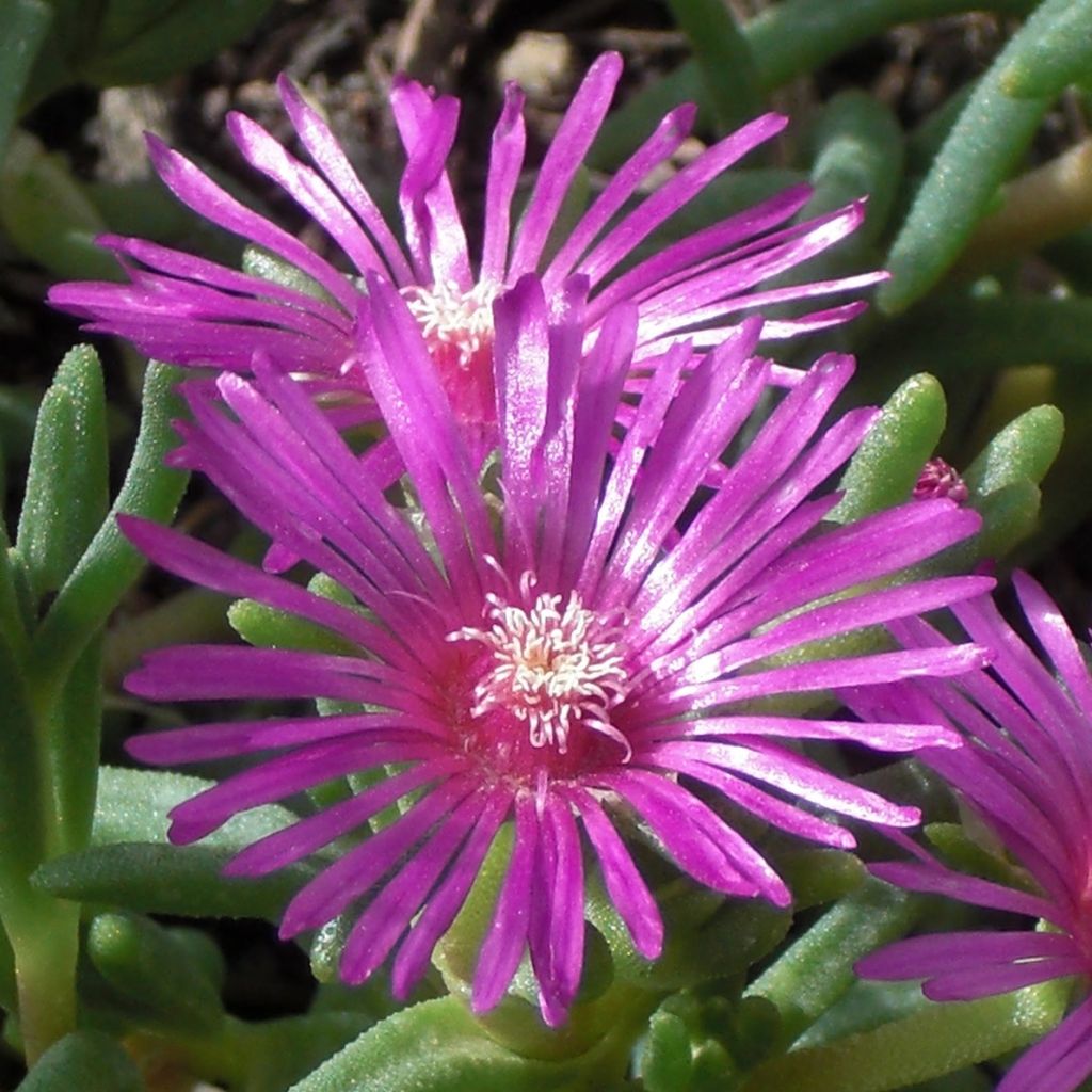 Punapiikkipäivikki - Delosperma cooperi