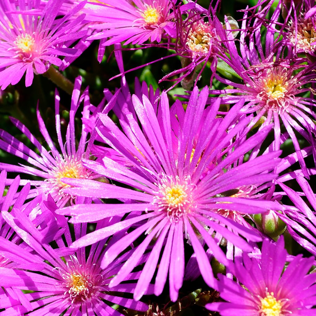 Punapiikkipäivikki - Delosperma cooperi