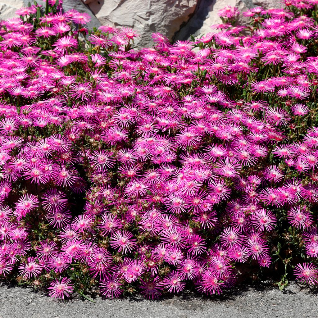Punapiikkipäivikki - Delosperma cooperi