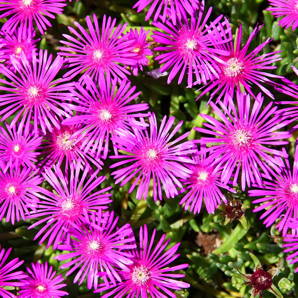 Punapiikkipäivikki - Delosperma cooperi