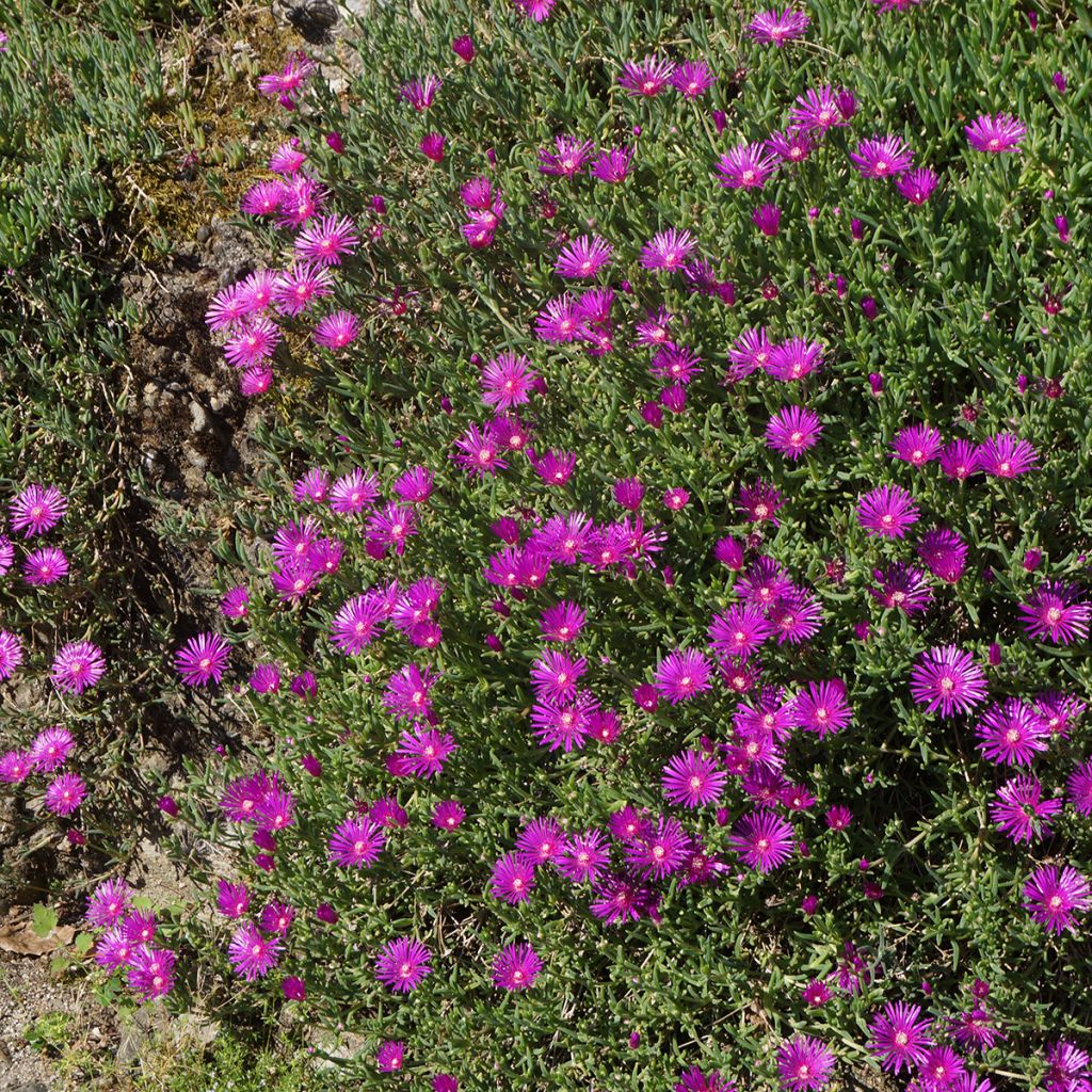 Punapiikkipäivikki - Delosperma cooperi